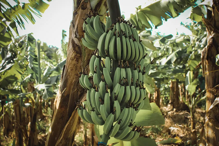 Bananeraie à la Martinique
