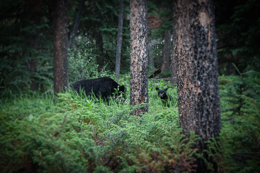 Les ours sauvages observés au Johnston Canyon